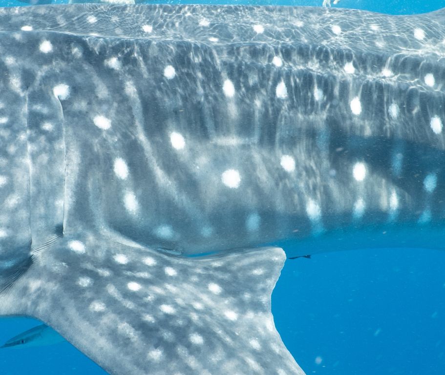 bfe5fcba-1e64-47d4-b0e2-0ca02351d37f