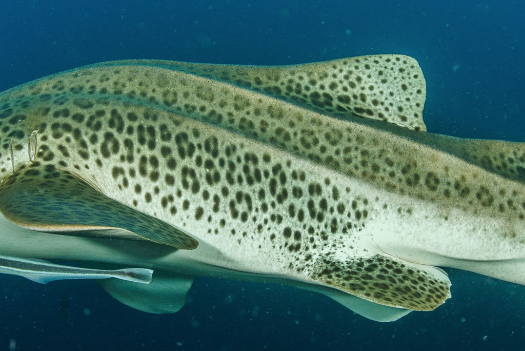 c52e63a0-ccf6-4dd7-9f68-f690342f7a41