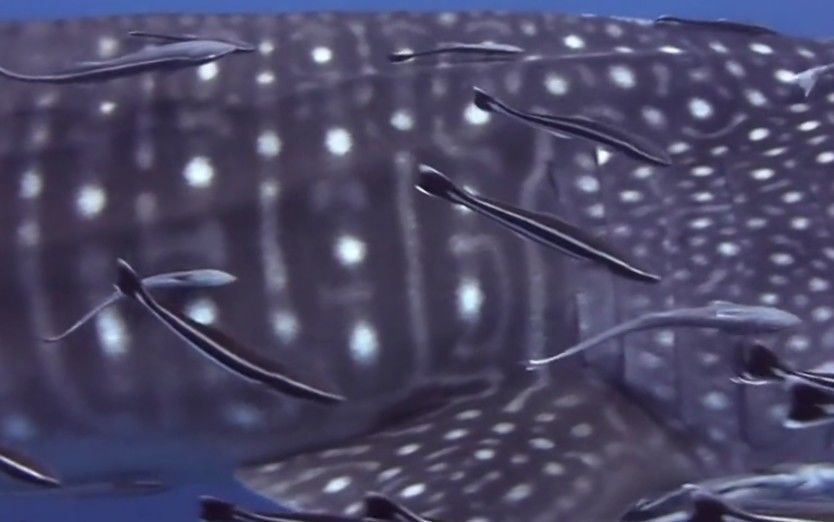 e9eef7ee-99c1-482a-9c52-31841d47f945