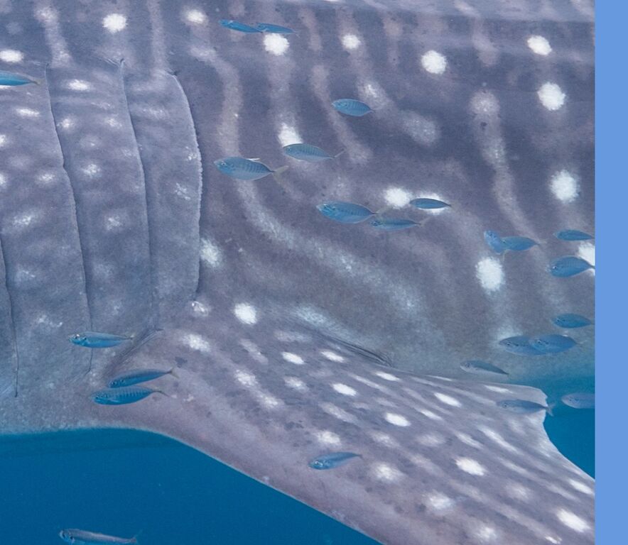 8c470bcb-3803-4769-8c0f-bd51b652f6bd