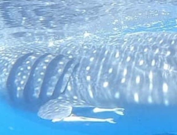 adaaf0c7-1c1e-4544-994a-4f7c1470e2ff