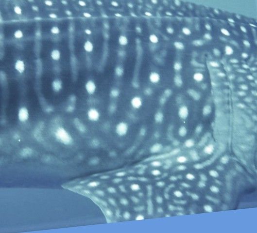 e28b2e31-7192-45ed-a0fb-6013c976f22c