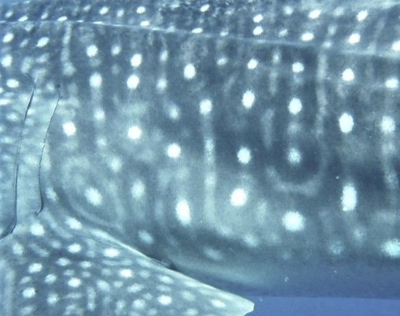 e28b2e31-7192-45ed-a0fb-6013c976f22c