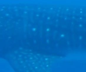 55f7e9eb-d84c-4e9e-b7d0-f0f336640e4b