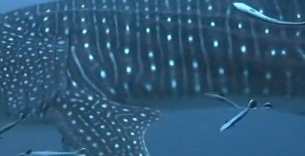 c47c8790-5656-43d4-8a92-fe48509dc67e