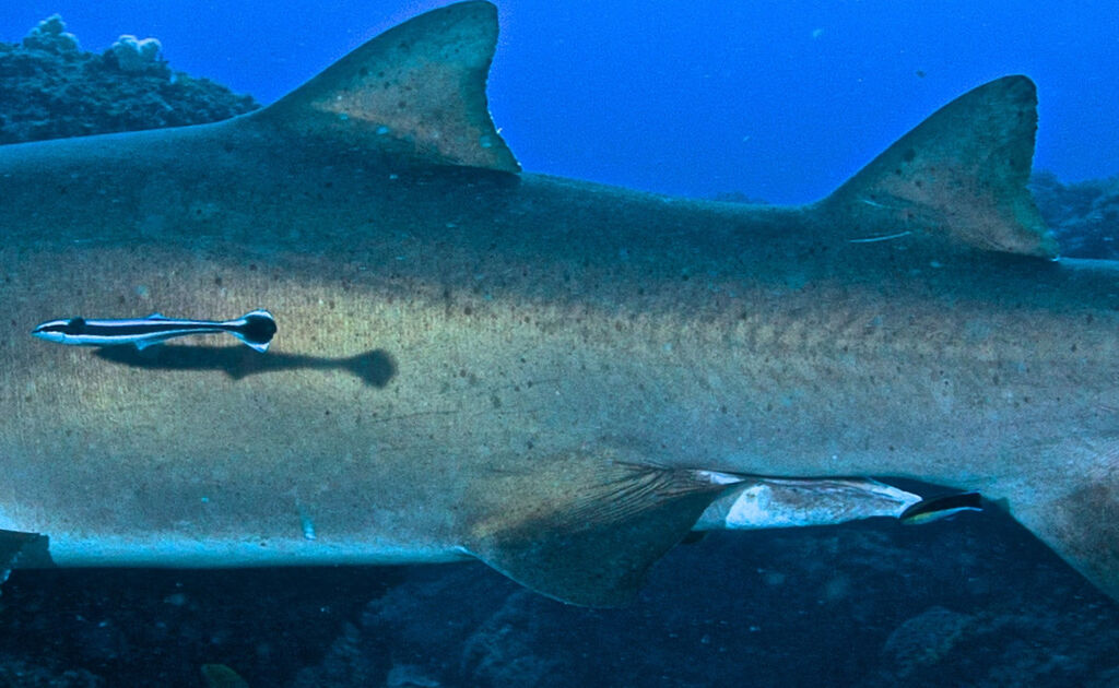 130a71fd-3b8c-4a43-a28d-3347dce1e343