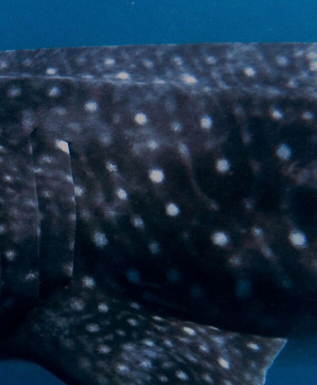 e0ed650a-ec2f-42ba-940a-28be740ba5ec