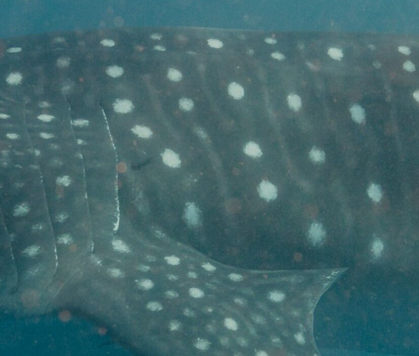 68af1456-2456-473d-a4d4-832dab68f2b2