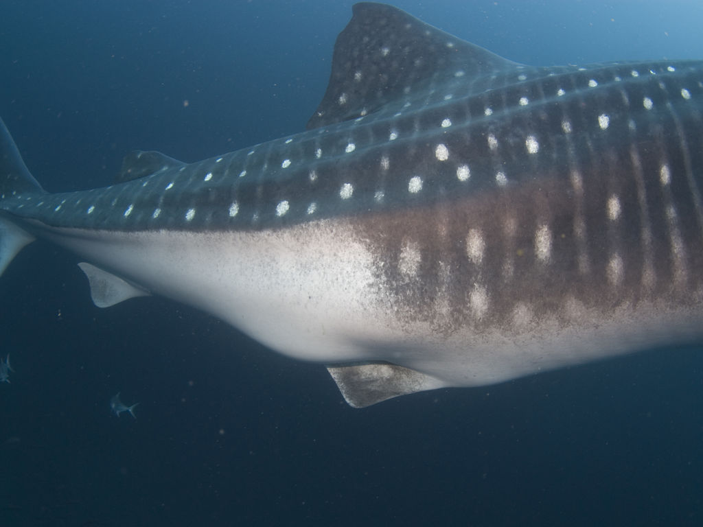 38b4756a-897f-448a-ba5c-5331cb96cd8d