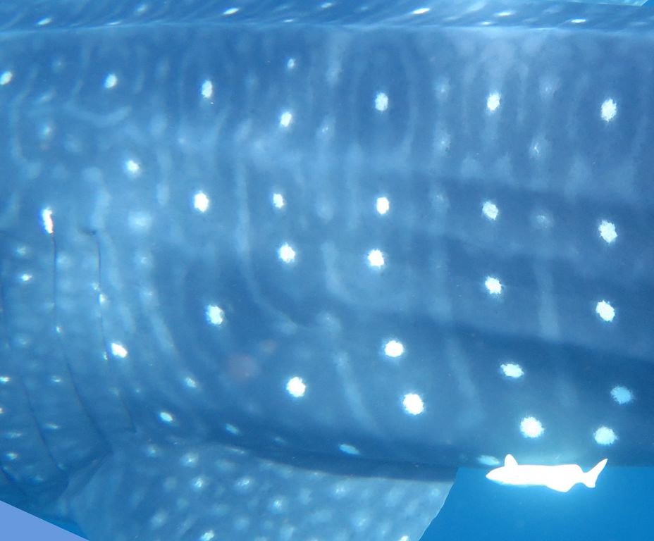 05aa9c2e-87bd-4293-9461-e2755dfe426a