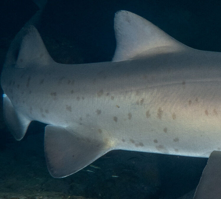 ad4f15c9-9ace-4fd2-a0a5-330920fcc5ae