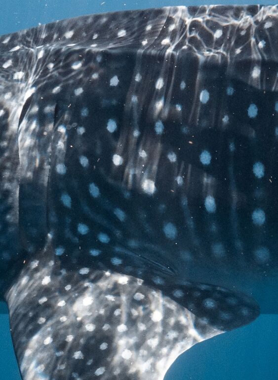 00ee9b7d-79da-4c12-9803-222b5f76644a