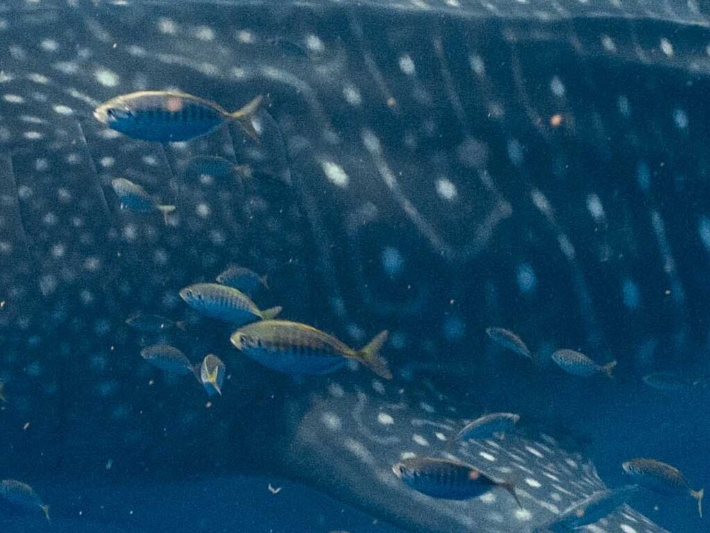 0d44e2f9-aba8-4bba-b50d-c39597431073