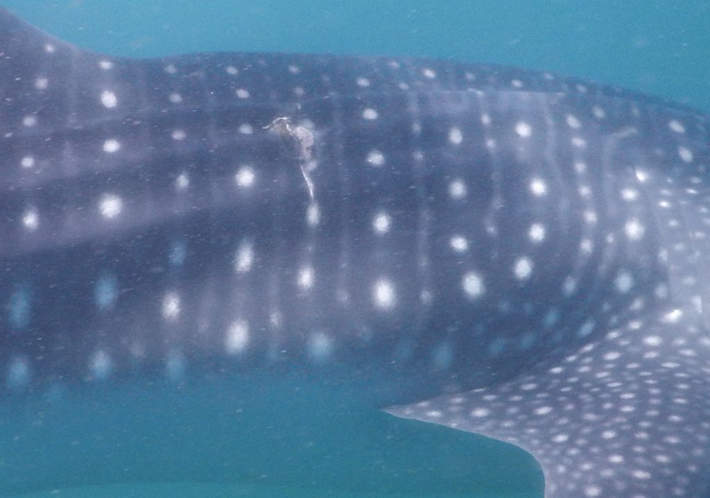 b5ae12af-6fc6-4552-aab8-e594fc823213