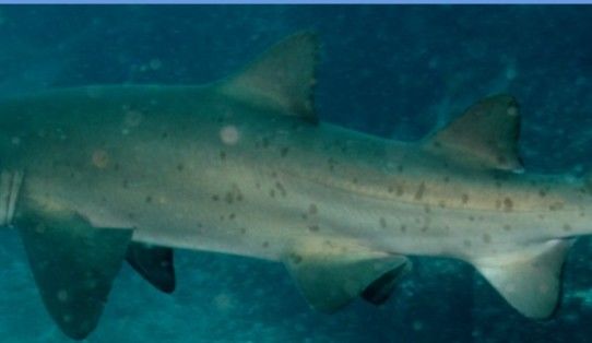 e0a76194-0112-42f9-a9ee-bd2835a0232e