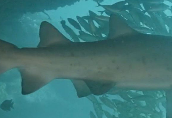 53a7dc69-bdab-4754-95d7-d0d7323d6c9c