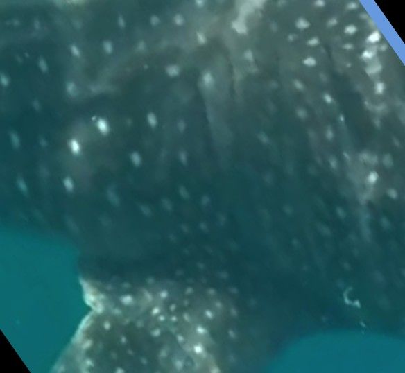 a97536b5-b050-4d72-9cec-eb42952c520b