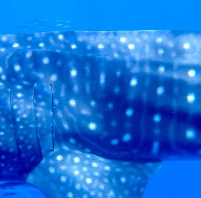 7274bb96-f212-4afc-8f1d-100ce24b8617