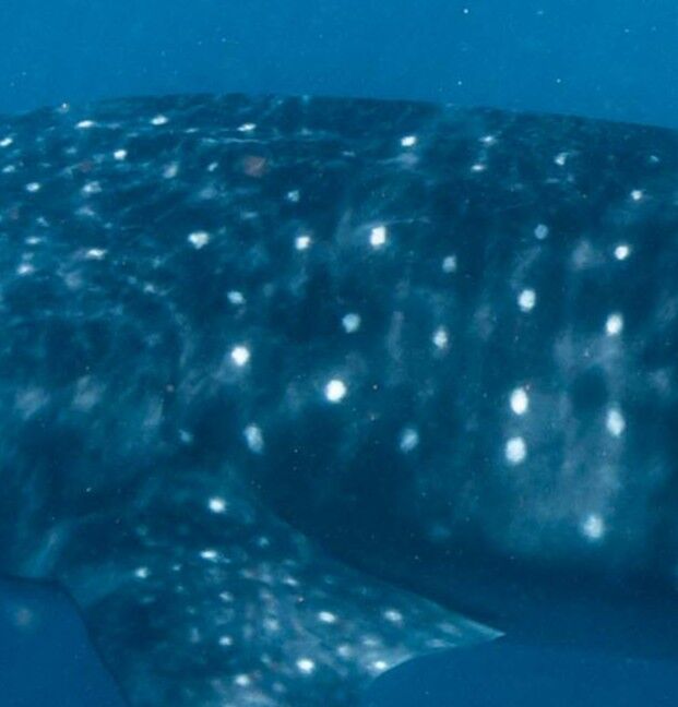 697c52aa-c096-4a3f-bb03-e9a2dea80adc