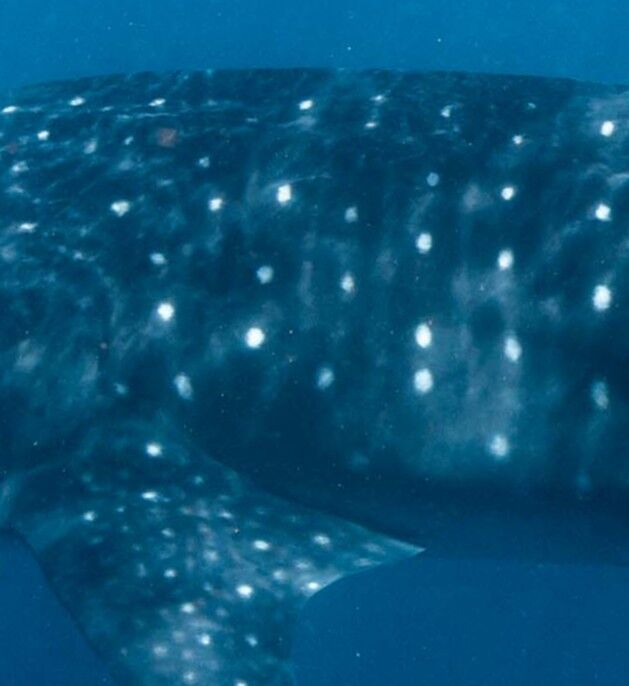 697c52aa-c096-4a3f-bb03-e9a2dea80adc