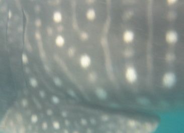 d5e220cc-3032-455d-b4e4-fd30d26bd1c8