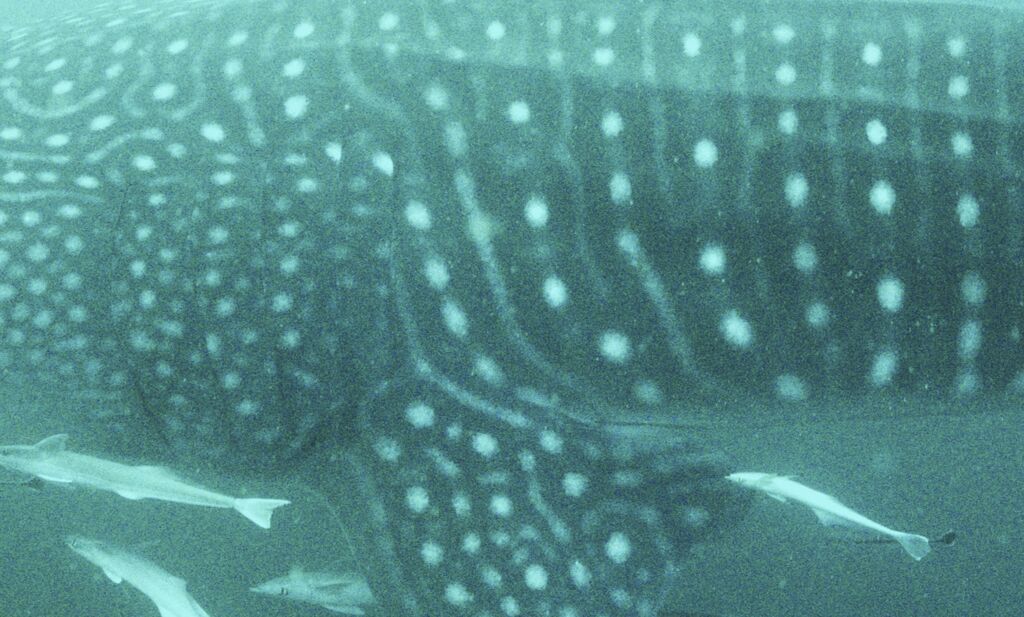 01d7a6b8-1c16-41d8-a33d-25c75e1ab53b