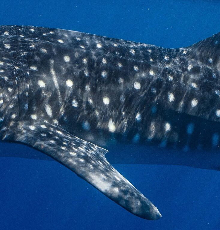 586fe736-d3e8-4704-8531-f6b4e0707580