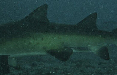 e99e226b-1c4f-4ed0-9761-b7c7152bf463