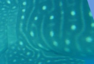 9da07546-7bc6-45fd-a1ca-bff47ac9d944