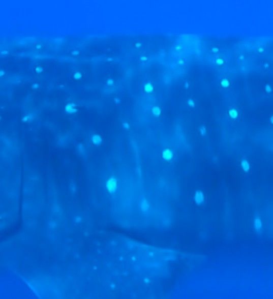 adebc9c9-4e21-4cbf-8d0a-5de49734f911