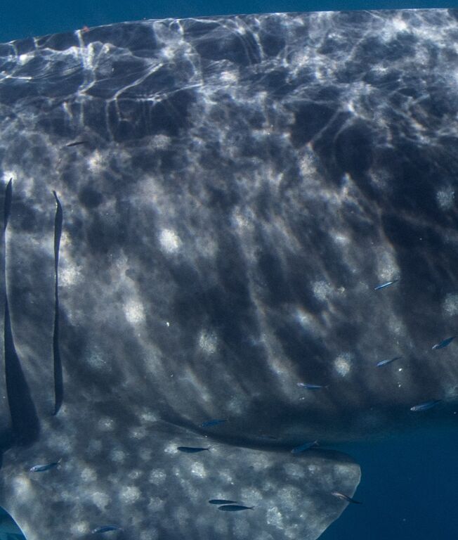 bf81af0f-e24d-476b-b08d-9a851bf35803