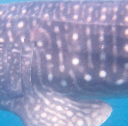 9ca46a87-f5b6-43d2-ba49-9c779046aa78