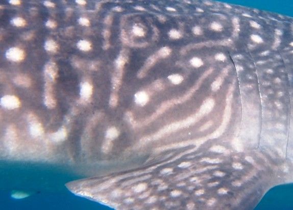 9ca46a87-f5b6-43d2-ba49-9c779046aa78