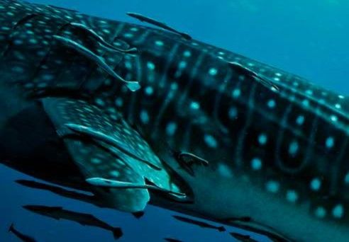 fa50245f-697b-4aa4-a0b3-d0a74eee4694