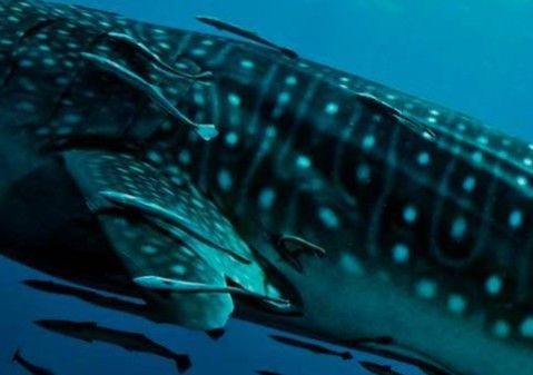 fa50245f-697b-4aa4-a0b3-d0a74eee4694