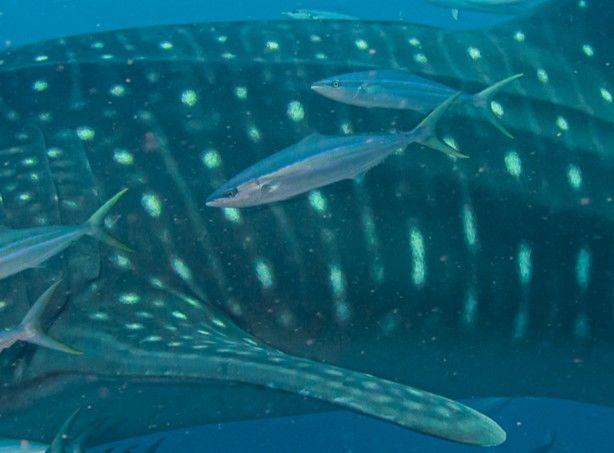 8b305ba2-3f89-4600-b068-a94d511a9914