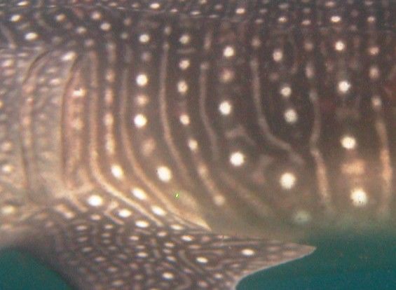 0d9795e0-2cde-43de-80bd-c8db7ebc07fa