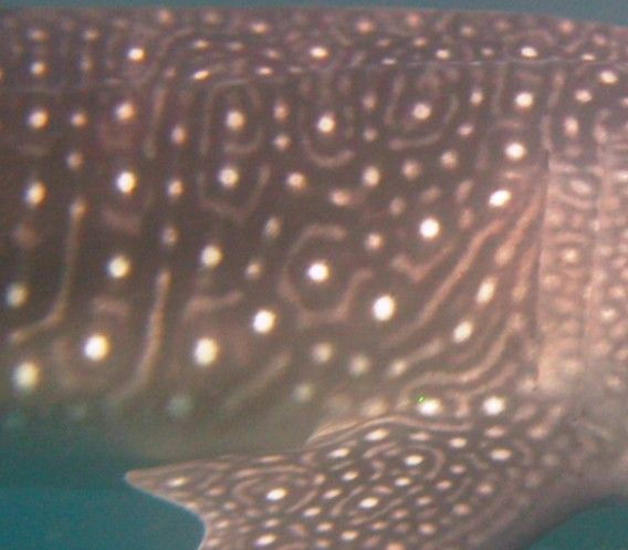 0d9795e0-2cde-43de-80bd-c8db7ebc07fa