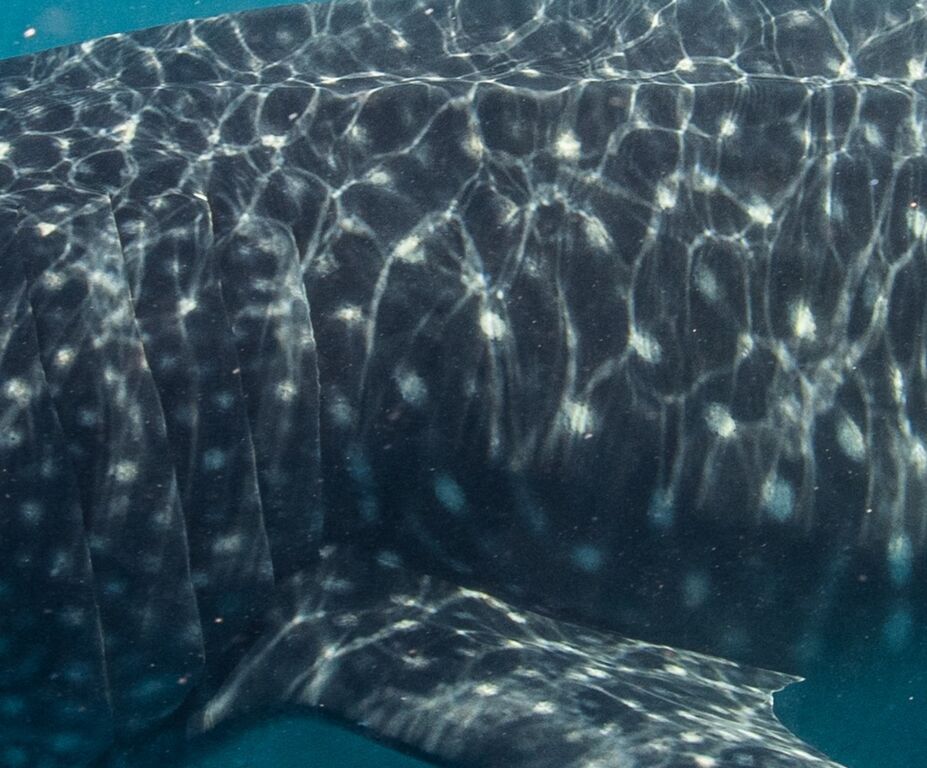 347ceb7a-d21e-427f-ba53-8a0f20f4270e