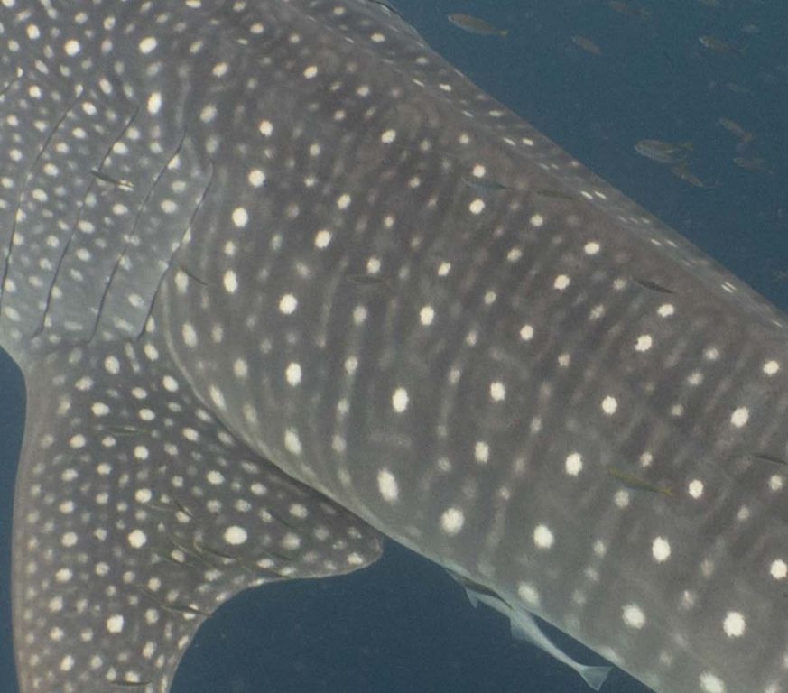 0d268228-a247-4e79-bab0-9e0bf00a4cf1