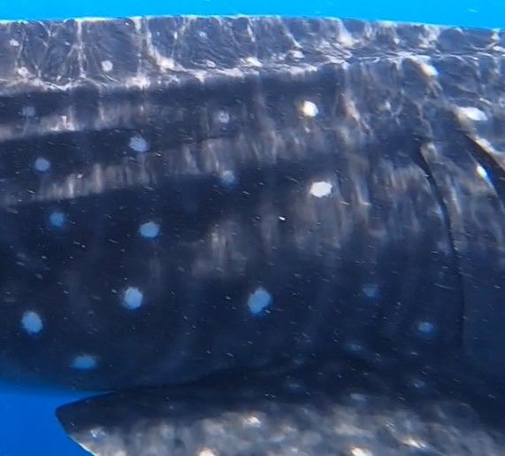 452b0aa7-c452-496c-b825-a70aaeaeb3e4