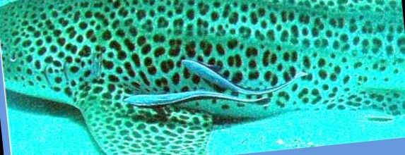 f396afc2-c0e4-45df-8bbb-f30b74badb78