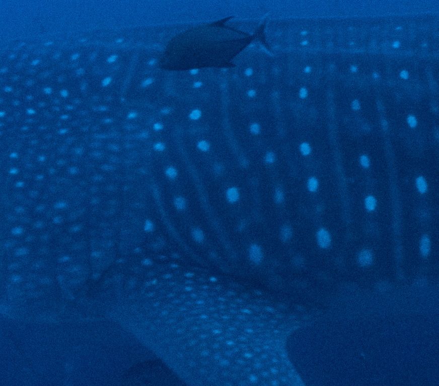 d5d8ebe7-6ca3-4838-874c-f328bd77a8ac