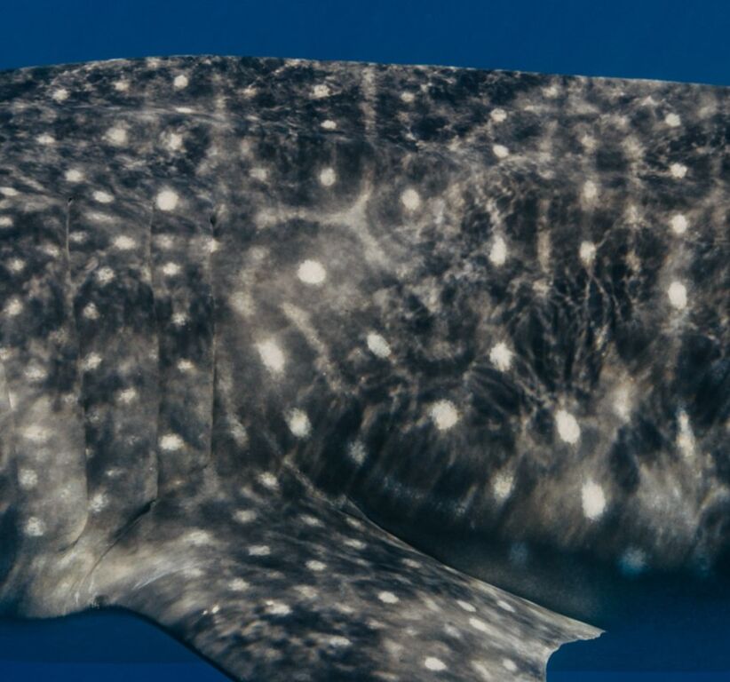 e0d1cc74-13e2-4d2a-8a40-7b16917fd55d