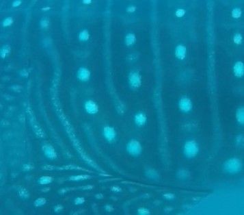 f426addc-b68e-4632-a481-cb5cb0aa160a