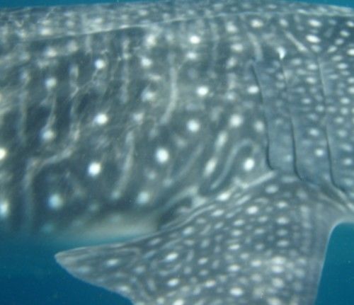 6aaa9948-cb4f-43f0-9781-8c4de033942b