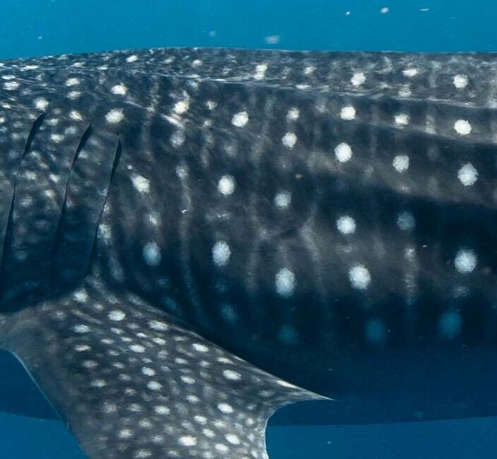 486ae258-b938-4683-ac63-dc7ad34fbf81