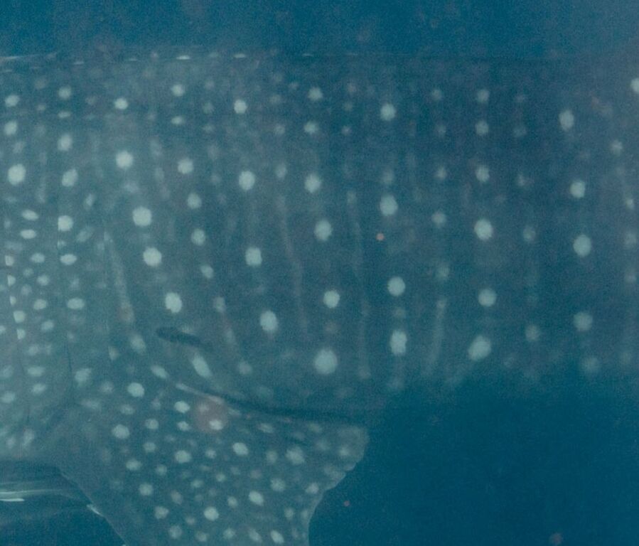 2cff0b47-20e3-4275-82fd-56dd2fee5efc