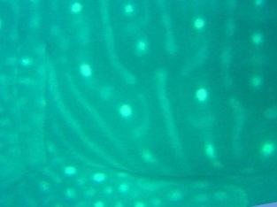 8d7b0aed-f9a1-4d51-a781-0d97340798b0