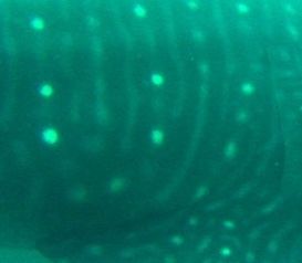 8d7b0aed-f9a1-4d51-a781-0d97340798b0